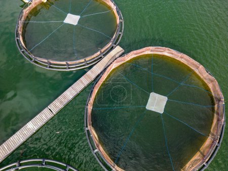 Photo for Aerial top view of round mesh fences are commonly used for trout breeding in the natural environment of lakes. These structures provide a controlled environment for the fish, while also maintaining - Royalty Free Image