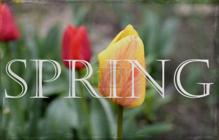 Photo pour Des tulipes dans le jardin. Vintage fond de printemps - image libre de droit