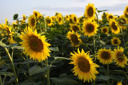 Photo for Sunflower field in the summer - Royalty Free Image
