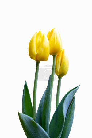 Téléchargez les photos : Belles tulipes jaunes sur fond blanc - en image libre de droit