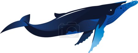 Photo for Humpback whale on white background - Royalty Free Image