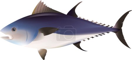 Photo for Bluefin tuna on white background - Royalty Free Image