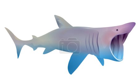 Photo for Basking shark Cetorhinus maximus - Royalty Free Image