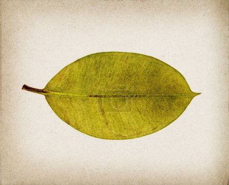 Téléchargez les photos : Decorative green leaf isolated, vintage style design, nature and botanics concept - en image libre de droit
