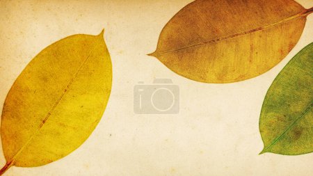 Téléchargez les photos : Colorful leaves with transparencies, botanical decorative collage, vintage style background - en image libre de droit