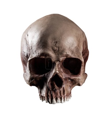 Un crâne humain naturel 