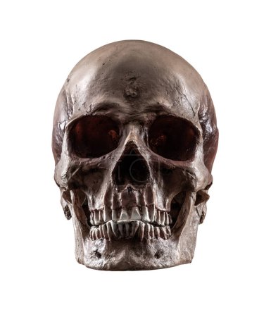 Un cráneo humano natural 