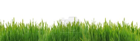 Photo for Lush green grass meadow background: nature and gardening concept - Royalty Free Image