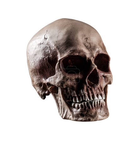 Foto de Un cráneo humano natural - Imagen libre de derechos