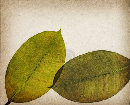 Photo for Green leaves with transparencies, botanical decorative collage, vintage style background - Royalty Free Image