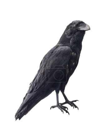 Foto de Cuervo negro. Aves aisladas en blanco - Imagen libre de derechos