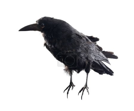 Photo for Black raven. Bird isolated on white - Royalty Free Image