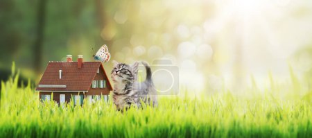Téléchargez les photos : Maison modèle et chaton sur l'herbe, l'immobilier et la nature concept - en image libre de droit