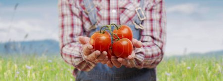 Téléchargez les photos : Agriculteur montrant de délicieuses tomates fraîches mûres et prairie luxuriante en arrière-plan, concept d'agriculture et d'alimentation saine, espace de copie - en image libre de droit
