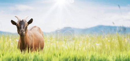 Téléchargez les photos : Heureux pâturage de chèvres dans la prairie luxuriante et beau paysage - en image libre de droit