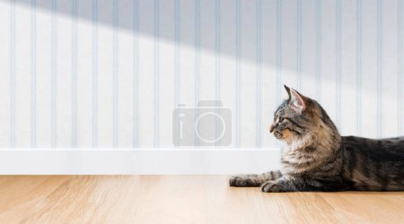 Téléchargez les photos : Beau chat couché sur le sol à la maison et espace de copie vierge - en image libre de droit