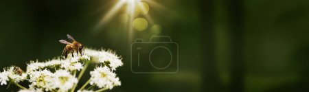 Téléchargez les photos : Abeilles recueillant du pollen sur les fleurs en fleurs et la lumière du soleil, bannière avec espace de copie - en image libre de droit
