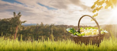 Photo for Rustic basket full of ripe grapes on the grass and view of the countryside in the summer - Royalty Free Image