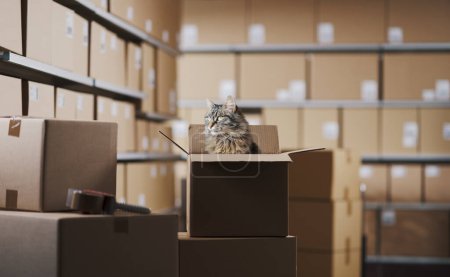 Téléchargez les photos : Mignon chat aux cheveux longs assis dans une boîte de livraison à l'entrepôt - en image libre de droit