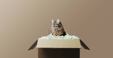 Lindo gato esponjoso sentado dentro de una caja de entrega llena de chips de embalaje