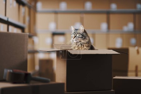 Foto de Lindo gato de pelo largo sentado dentro de una caja de entrega en el almacén - Imagen libre de derechos