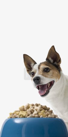Photo for Cute Jack Russel puppy dog next to a blue bowl of dog food on white background - Royalty Free Image