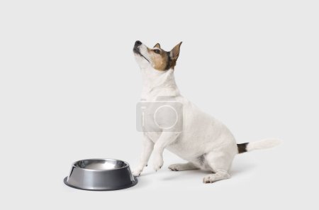 Photo for Sad Jack Russell terrier dog next to a empty bowl on white background - Royalty Free Image