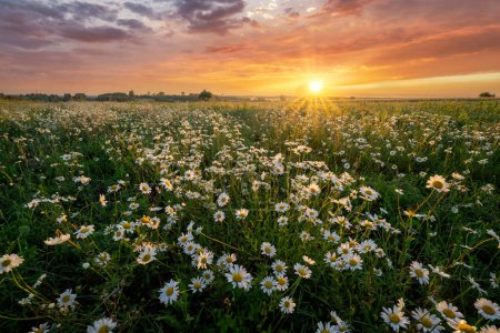 Foto de Hermoso amanecer de verano sobre el prado de flores de margarita salvaje - Imagen libre de derechos