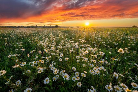 Photo for Beautiful summer sunrise over wild flowers meadow - Royalty Free Image