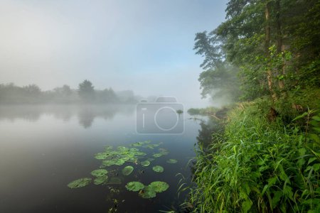 Téléchargez les photos : Belle matinée brumeuse sur les rives de la rivière - en image libre de droit