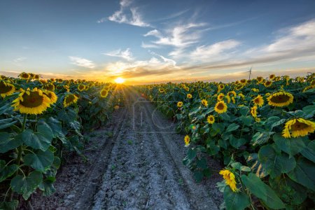 Photo for Beautiful sunset over sunflowers field - Royalty Free Image