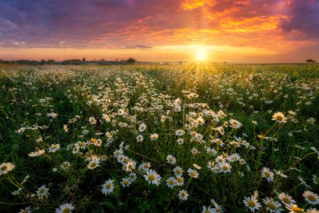 Foto de Hermoso amanecer de verano sobre el prado de flores de margarita salvaje - Imagen libre de derechos