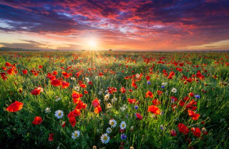 Foto de Hermoso amanecer de verano sobre el prado de flores silvestres - Imagen libre de derechos