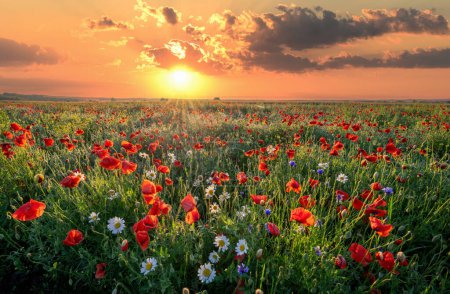 Foto de Hermoso amanecer de verano sobre el prado de flores silvestres - Imagen libre de derechos