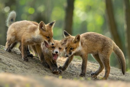 Foto de Bonitos zorros rojos jóvenes en el bosque (Vulpes vulpes ) - Imagen libre de derechos