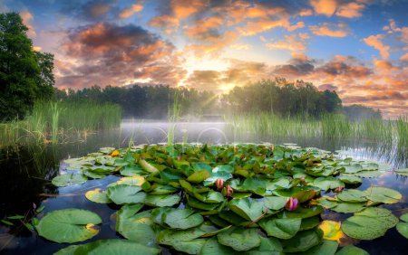 Foto de Hermoso amanecer de verano con flores de lirio de agua en el lago - Imagen libre de derechos