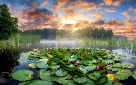 Photo for Beautiful summer sunrise with water lily flowers in the lake - Royalty Free Image