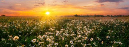 Photo for Beautiful summer sunrise over wild daisy flowers meadow - Royalty Free Image