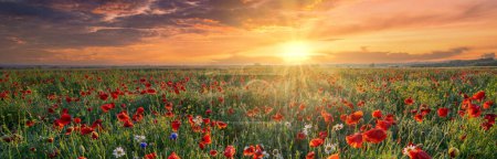 Photo for Beautiful summer sunrise over wild flowers meadow - Royalty Free Image