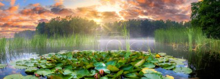 Téléchargez les photos : Beau lever de soleil d'été avec des fleurs de nénuphars dans le lac - en image libre de droit