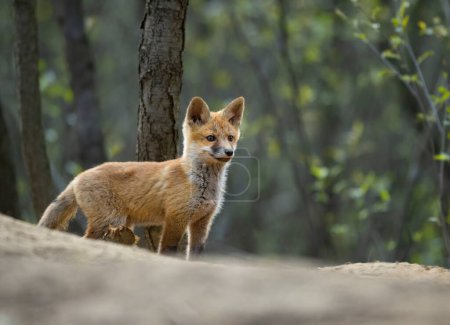 Photo for Cute young red fox in the forest ( Vulpes vulpes ) - Royalty Free Image
