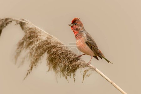 Photo for Common rosefinch ( carpodacus erythrinus ) male - Royalty Free Image