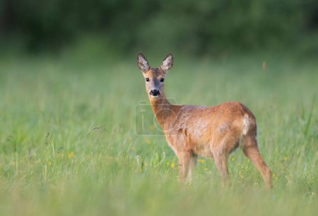 Photo for Roe deer female ( Capreolus capreolus ) - Royalty Free Image