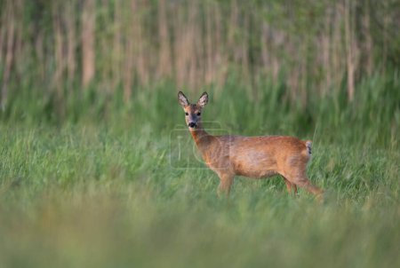 Photo for Roe deer female ( Capreolus capreolus ) - Royalty Free Image