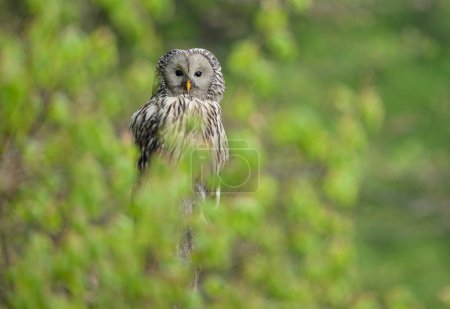 Photo for Ural owl ( Strix uralensis ) in spring forest - Royalty Free Image