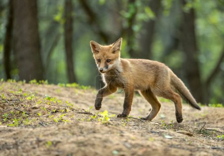 Téléchargez les photos : Mignon jeune renard roux dans la forêt (Vulpes vulpes ) - en image libre de droit
