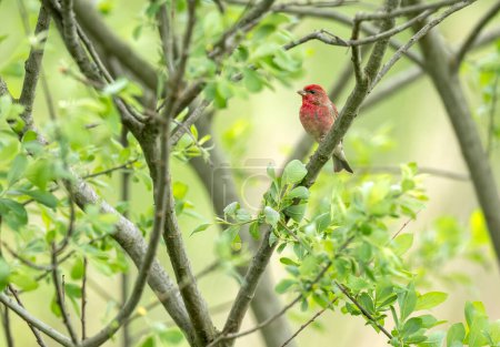 Photo for Common rosefinch ( carpodacus erythrinus ) male - Royalty Free Image