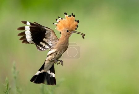 Téléchargez les photos : Eurasie hoopoe bird close up (Upupa epops ) - en image libre de droit