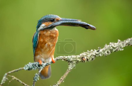 Kingfisher ( Alcedo atthis ) close up