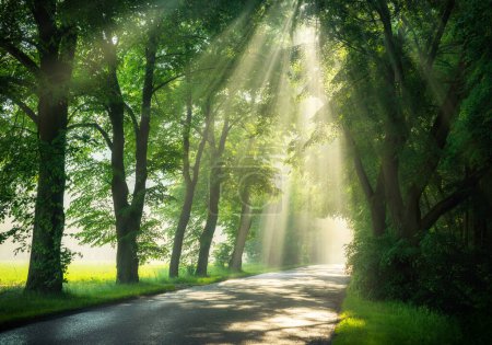 Téléchargez les photos : Beaux rayons de soleil dans l'avenue des arbres verts - en image libre de droit